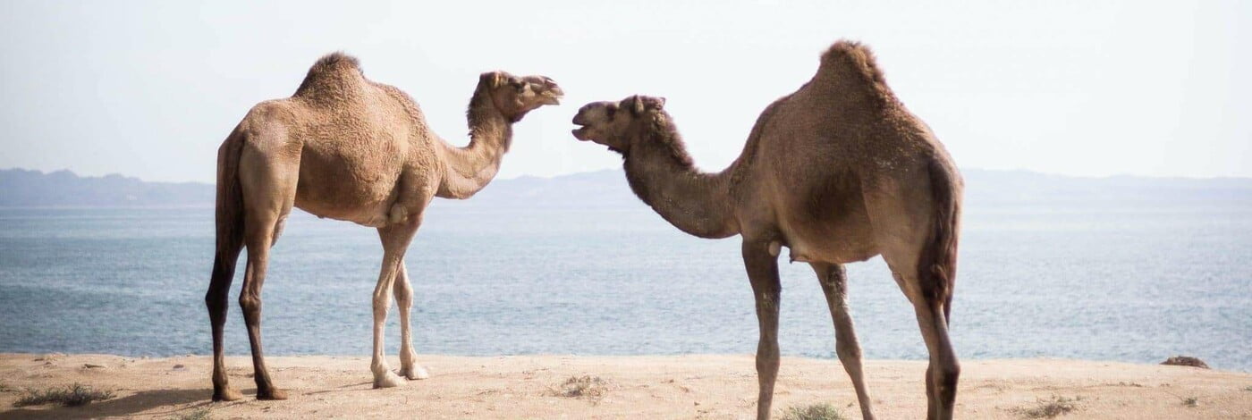 Two camels